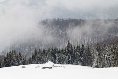 Trees on snow covered landscape against sky