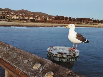 Seagull perching on sea against clear sky