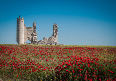 Old castle on field against clear blue sky