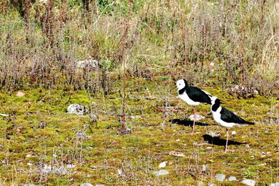 Duck on field by lake