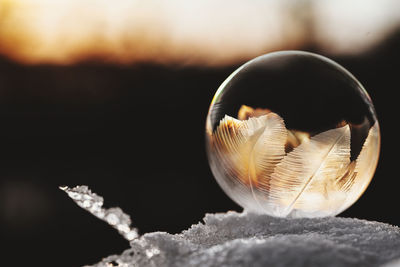 Close-up of seashell