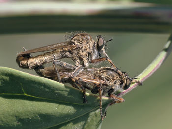 Close-up of insect