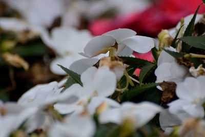 Close-up of white flowering plant