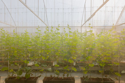 High angle view of plants in greenhouse