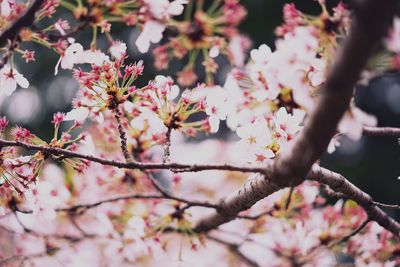 Close-up of pink flowers on tree