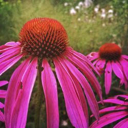 Close-up of coneflowers blooming outdoors