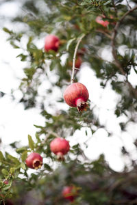 Low angle view of fruits on tree
