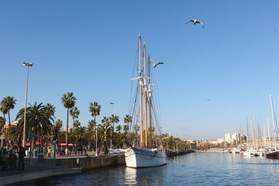 Sailboats in a harbor