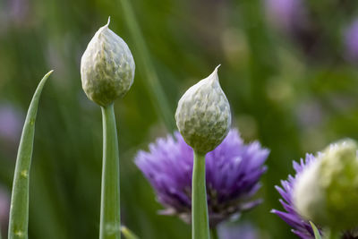 Close-up of purple flowering plant