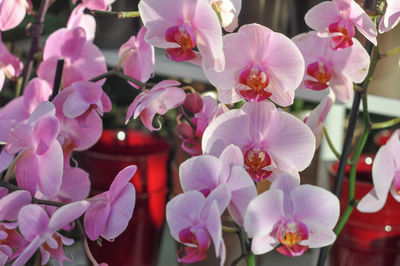 Close-up of pink flowers