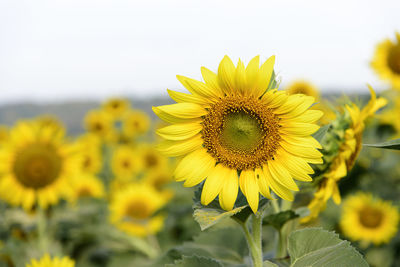 Close-up of sunflower on field against sky