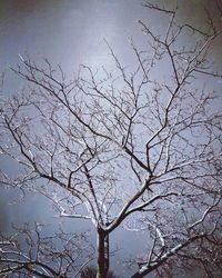 Low angle view of bare tree against sky