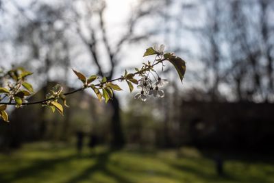 Close-up of cherry blossom on tree