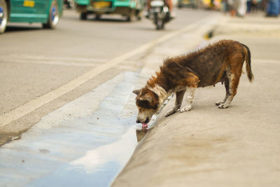 Dog on the road