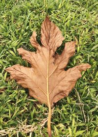 High angle view of maple leaf on field