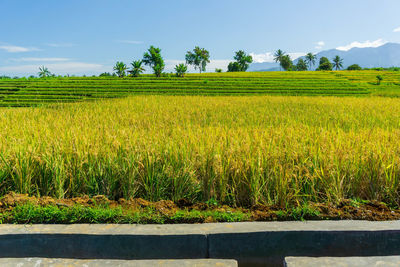 Scenic view of agricultural field against sky