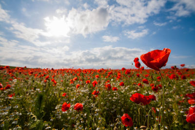 Red poppy flowers in field