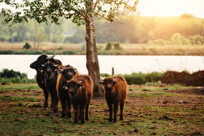 Bulls standing on field against lake