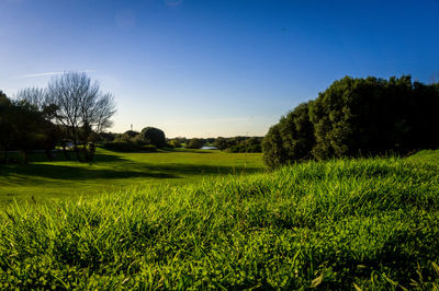 Scenic view of field against clear sky