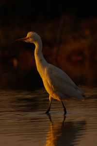 Close-up of seagull on a lake