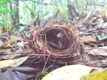 High angle view of birds in nest