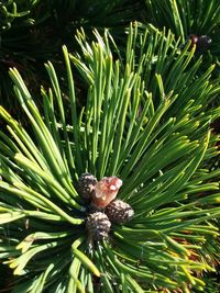 High angle view of pine tree