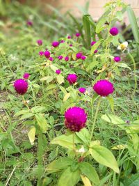 Close-up of purple flowers blooming outdoors