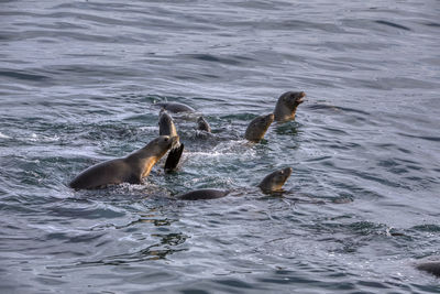 Ducks swimming in sea