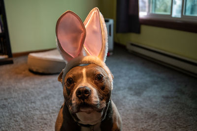 Close-up portrait of dog at home