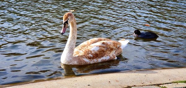 High angle view of duck swimming in lake