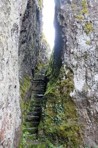 View of trees on rock