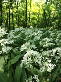 Close-up of flowering plant in forest