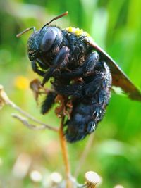 Close-up of insect on plant