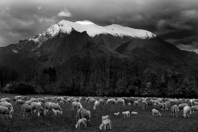 Flock of sheep on field against mountain range