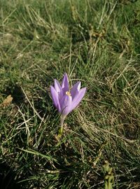 Close-up of purple flowers blooming in field