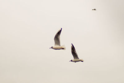 Seagull flying over white background