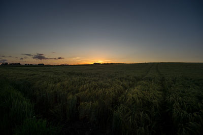 Scenic view of field against clear sky at sunset