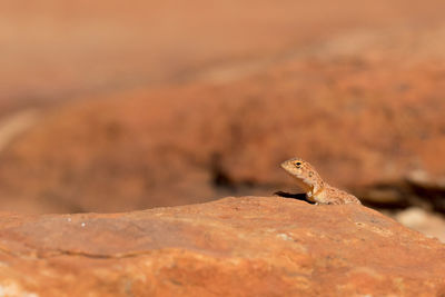 Close-up of lizard on rock