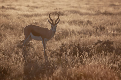 Side view of deer standing on field