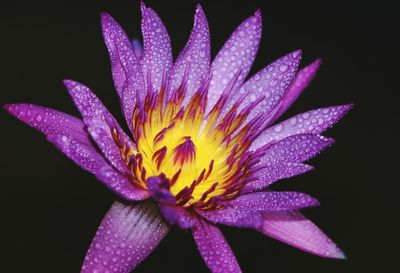 Close-up of raindrops on purple flower