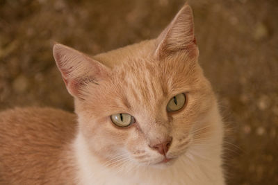 Close-up portrait of a cat
