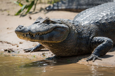 Alligator at lakeshore