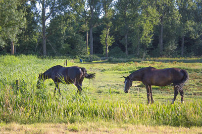 Horses grazing on field