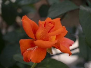 Close-up of orange flower