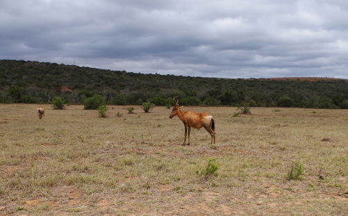 Alcelaphus cow antelope in the nature reserve in the national park south africa