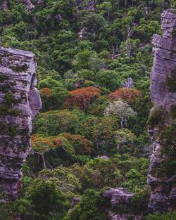 Trees in forest