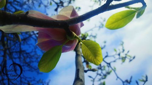 Low angle view of flower tree against sky