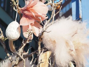 Close-up of white cat