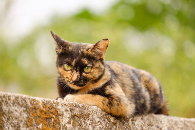 Close-up portrait of a cat