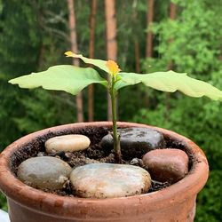 Close-up of potted plant